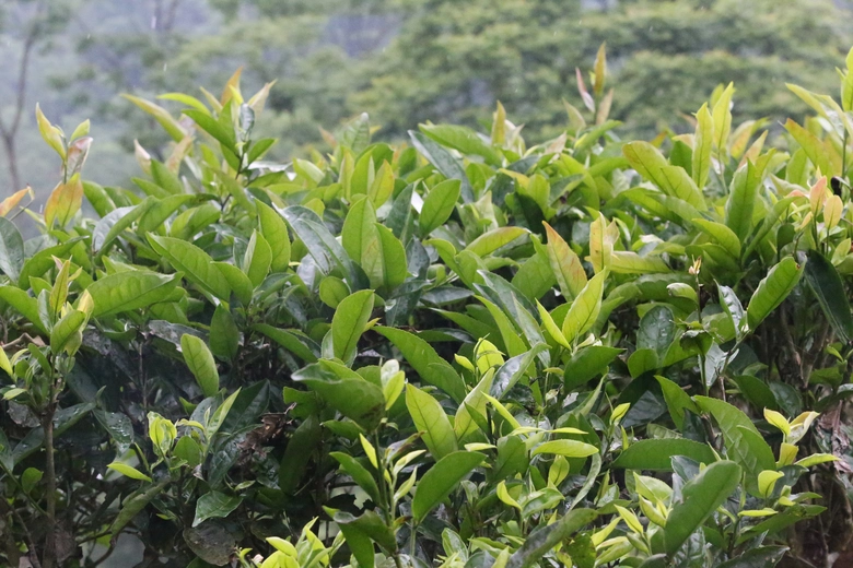 Cuộc sống đổi thay nhờ cây chè trăm tuổi ở Sơn La- Ảnh 6. Cuộc sống đổi thay nhờ cây chè trăm tuổi ở Sơn La- Ảnh 6.