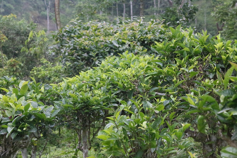 Cuộc sống đổi thay nhờ cây chè trăm tuổi ở Sơn La- Ảnh 15. Cuộc sống đổi thay nhờ cây chè trăm tuổi ở Sơn La- Ảnh 15.