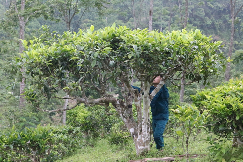 Cuộc sống đổi thay nhờ cây chè trăm tuổi ở Sơn La- Ảnh 5. Cuộc sống đổi thay nhờ cây chè trăm tuổi ở Sơn La- Ảnh 5.