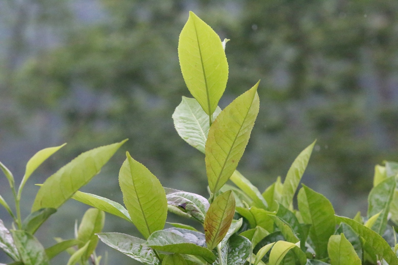 Cuộc sống đổi thay nhờ cây chè trăm tuổi ở Sơn La- Ảnh 7. Cuộc sống đổi thay nhờ cây chè trăm tuổi ở Sơn La- Ảnh 7.