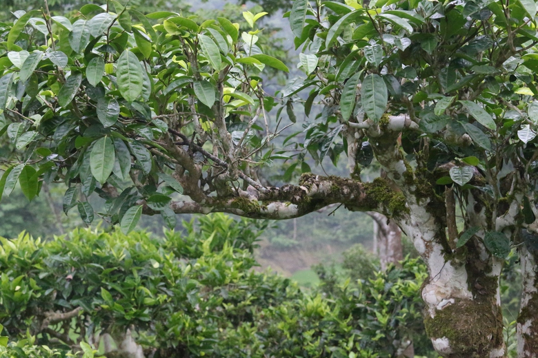 Cuộc sống đổi thay nhờ cây chè trăm tuổi ở Sơn La- Ảnh 14. Cuộc sống đổi thay nhờ cây chè trăm tuổi ở Sơn La- Ảnh 14.