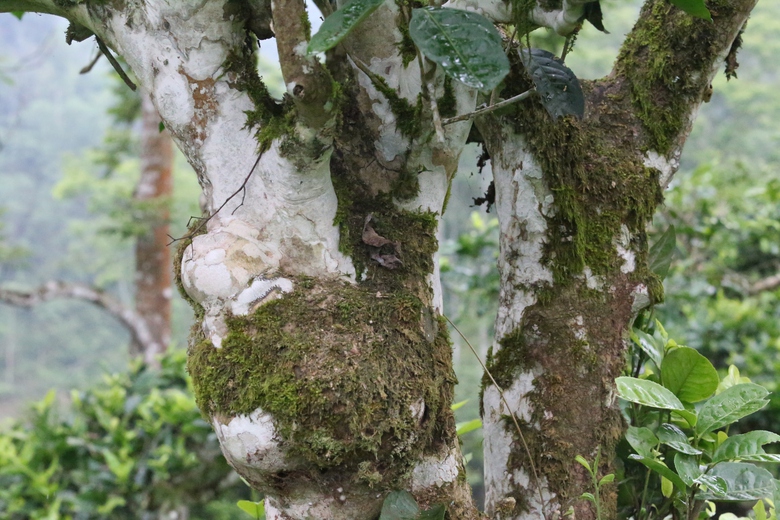 Cuộc sống đổi thay nhờ cây chè trăm tuổi ở Sơn La- Ảnh 4. Cuộc sống đổi thay nhờ cây chè trăm tuổi ở Sơn La- Ảnh 4.
