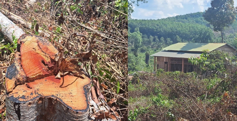 X&aacute;c minh diện t&iacute;ch lớn rừng bị cưa hạ tr&aacute;i ph&eacute;p tại Kon Tum- Ảnh 1.
