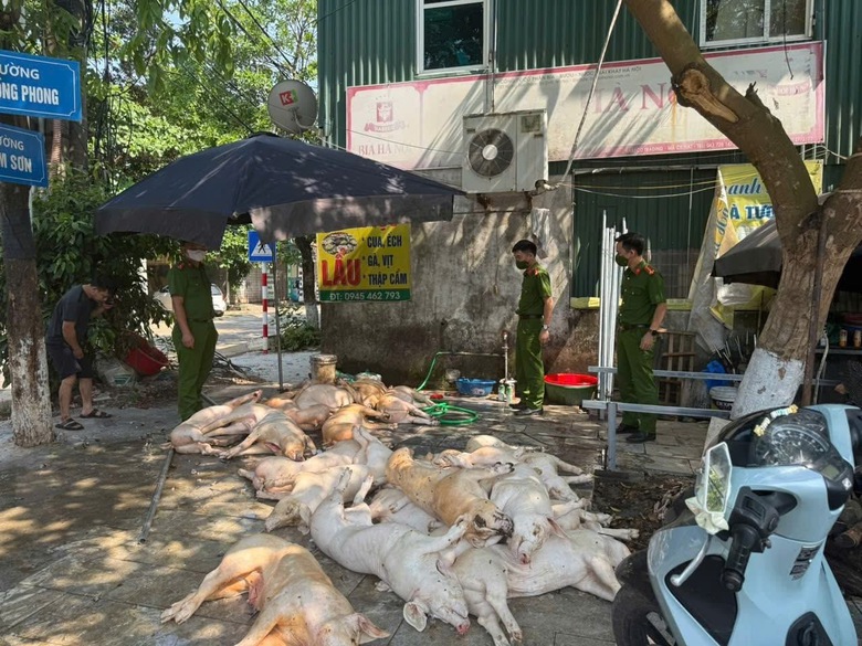 Vĩnh Ph&uacute;c: Gần 1 tấn thịt lợn biểu hiện bị bệnh chuẩn bị được tẩm ướp để quay nướng- Ảnh 1.