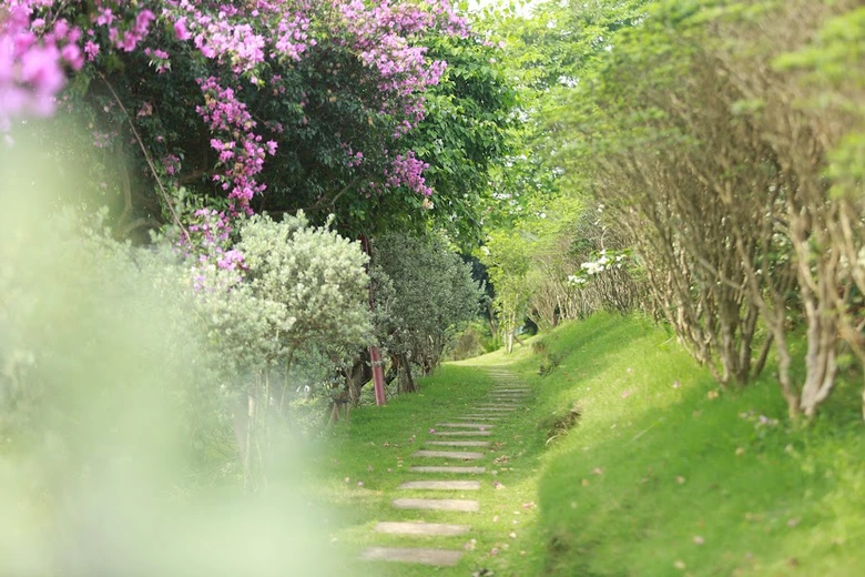 M&ecirc; mẩn đảo hoa mu&ocirc;n sắc giữa l&ograve;ng hồ N&uacute;i Cốc- Ảnh 10.