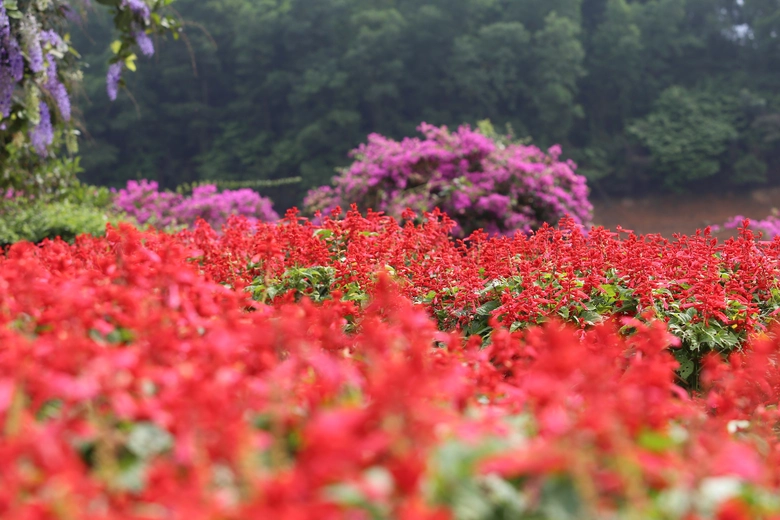 M&ecirc; mẩn đảo hoa mu&ocirc;n sắc giữa l&ograve;ng hồ N&uacute;i Cốc- Ảnh 11.