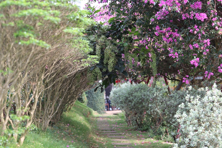 M&ecirc; mẩn đảo hoa mu&ocirc;n sắc giữa l&ograve;ng hồ N&uacute;i Cốc- Ảnh 12.