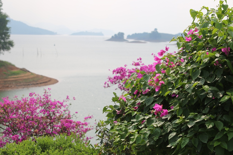 M&ecirc; mẩn đảo hoa mu&ocirc;n sắc giữa l&ograve;ng hồ N&uacute;i Cốc- Ảnh 13.