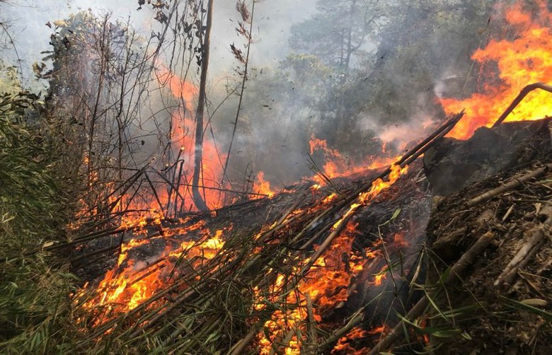 90 khu rừng dọa ch&aacute;y đầu m&ugrave;a kh&ocirc;- Ảnh 1.