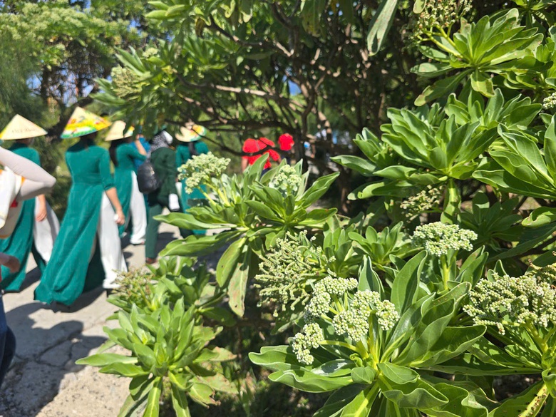 Ấn tượng sắc xanh Trường Sa- Ảnh 8. Ấn tượng sắc xanh Trường Sa- Ảnh 8.