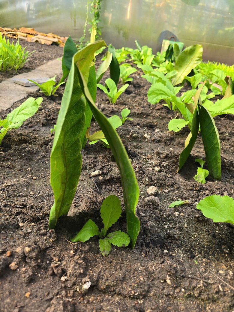 Ấn tượng sắc xanh Trường Sa- Ảnh 16. Ấn tượng sắc xanh Trường Sa- Ảnh 16.