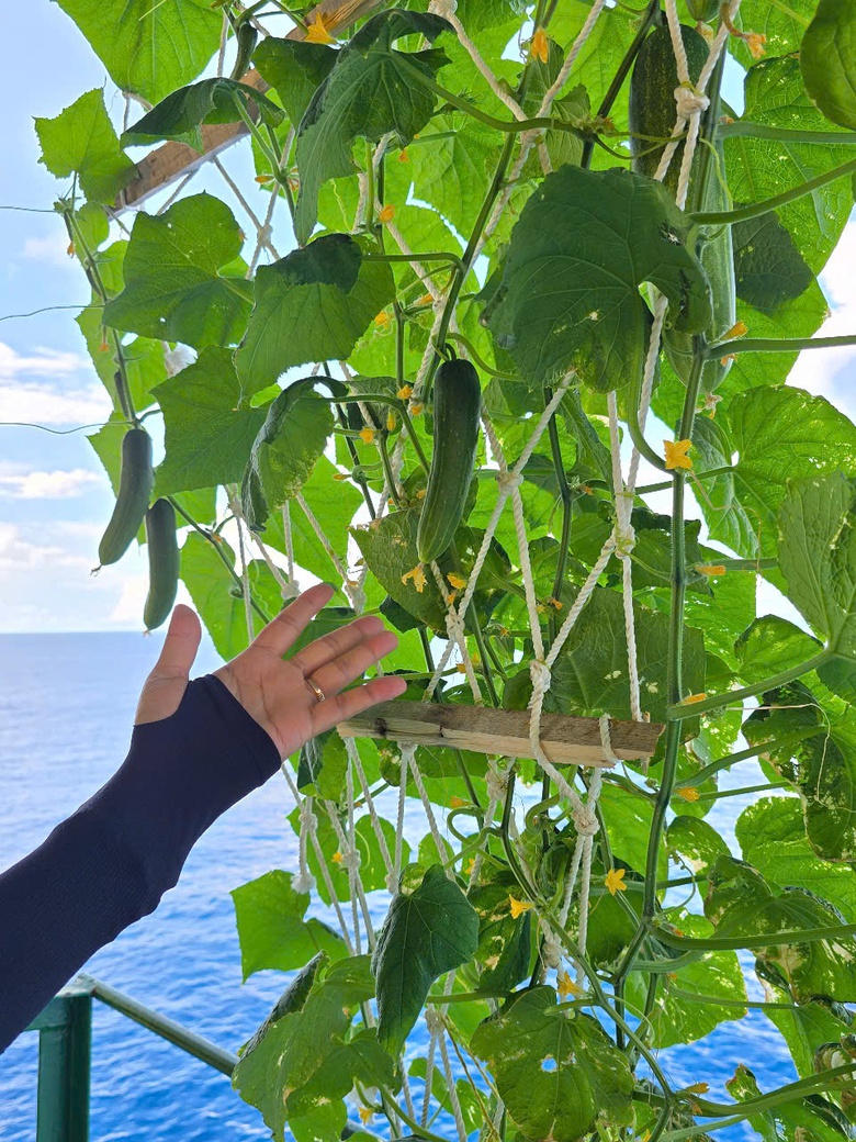 Ấn tượng sắc xanh Trường Sa- Ảnh 24. Ấn tượng sắc xanh Trường Sa- Ảnh 24.