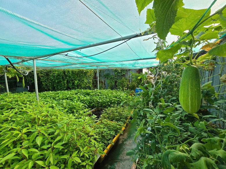 Ấn tượng sắc xanh Trường Sa- Ảnh 23. Ấn tượng sắc xanh Trường Sa- Ảnh 23.