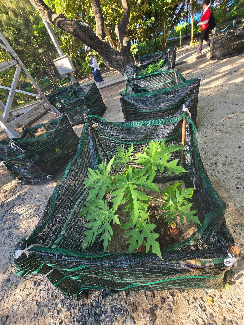 Ấn tượng sắc xanh Trường Sa- Ảnh 17. Ấn tượng sắc xanh Trường Sa- Ảnh 17.