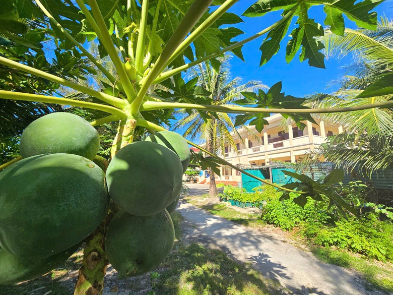 Ấn tượng sắc xanh Trường Sa- Ảnh 12.