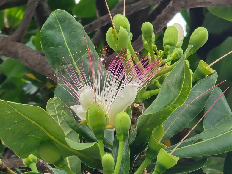 Ấn tượng sắc xanh Trường Sa- Ảnh 9. Ấn tượng sắc xanh Trường Sa- Ảnh 9.