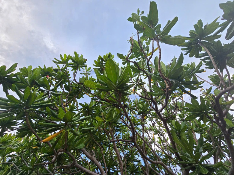 Ấn tượng sắc xanh Trường Sa- Ảnh 11. Ấn tượng sắc xanh Trường Sa- Ảnh 11.