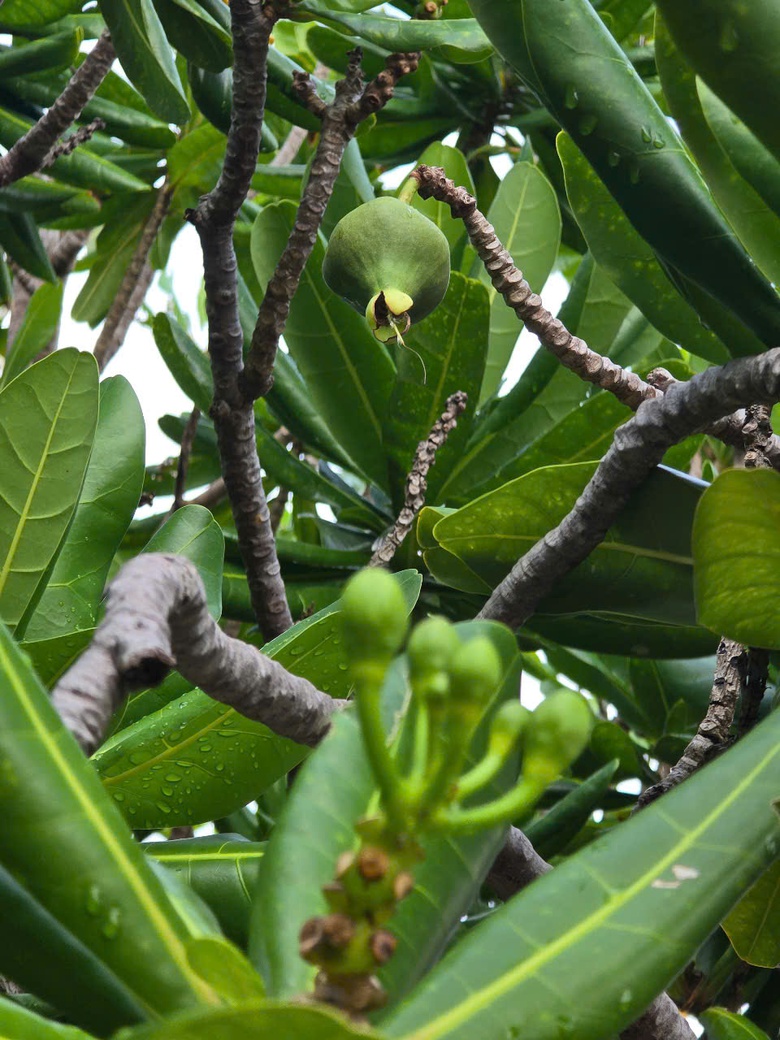 Ấn tượng sắc xanh Trường Sa- Ảnh 10. Ấn tượng sắc xanh Trường Sa- Ảnh 10.