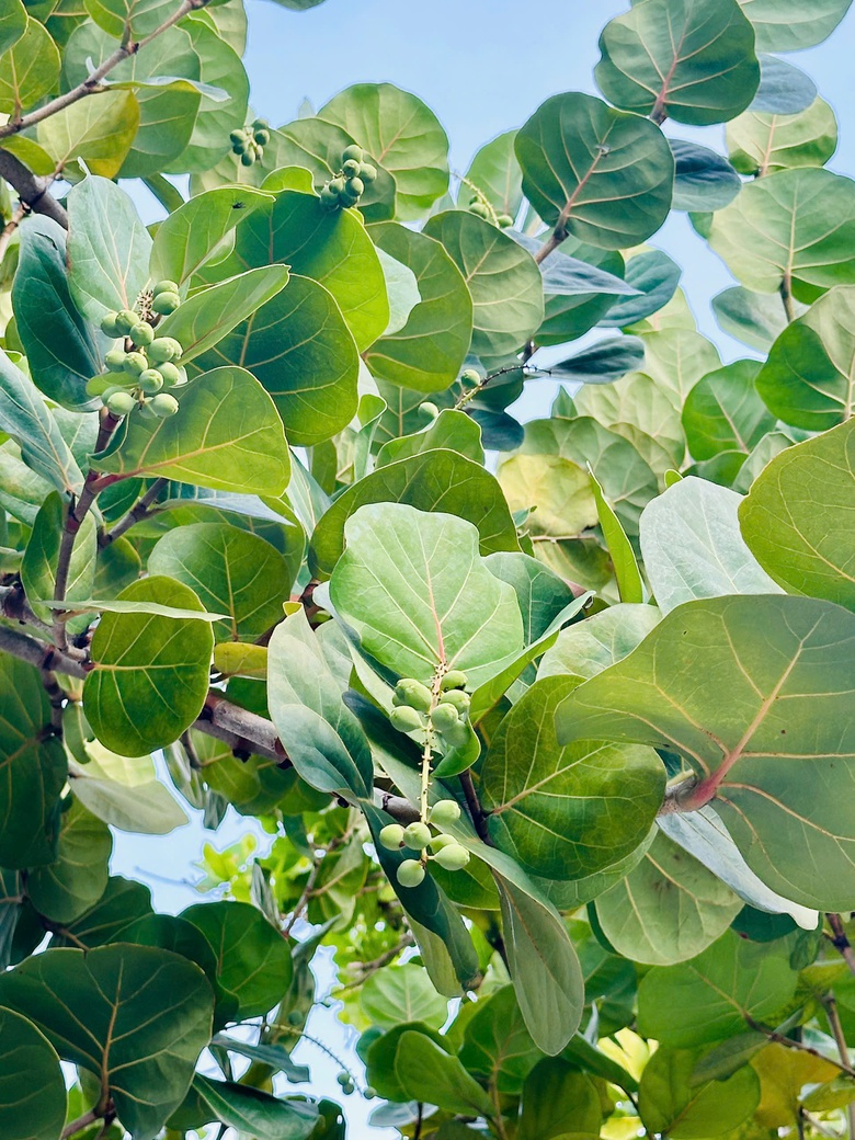 Ấn tượng sắc xanh Trường Sa- Ảnh 28. Ấn tượng sắc xanh Trường Sa- Ảnh 28.