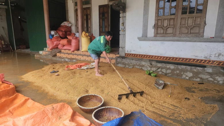 H&agrave; Tĩnh: H&agrave;ng ngh&igrave;n tấn l&uacute;a ch&igrave;m trong nước lũ, n&ocirc;ng d&acirc;n kh&oacute;c r&ograve;ng- Ảnh 1.