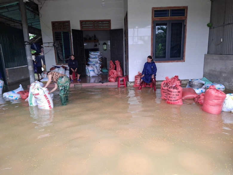 H&agrave; Tĩnh: H&agrave;ng ngh&igrave;n tấn l&uacute;a ch&igrave;m trong nước lũ, n&ocirc;ng d&acirc;n kh&oacute;c r&ograve;ng- Ảnh 3.