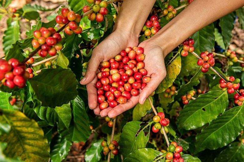 Giao dịch h&agrave;ng h&oacute;a qua Sở: Đ&ograve;n bẩy n&acirc;ng cao năng lực quản trị v&agrave; hội nhập quốc tế- Ảnh 2.