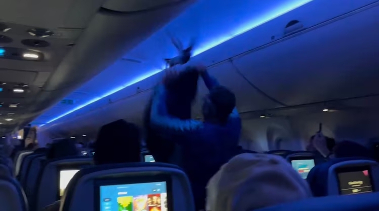 Mỹ: Máy bay chậm chuyến vì bồ câu 2 lần gây náo loạn- Ảnh 1. Mỹ: Máy bay chậm chuyến vì bồ câu 2 lần gây náo loạn- Ảnh 1.