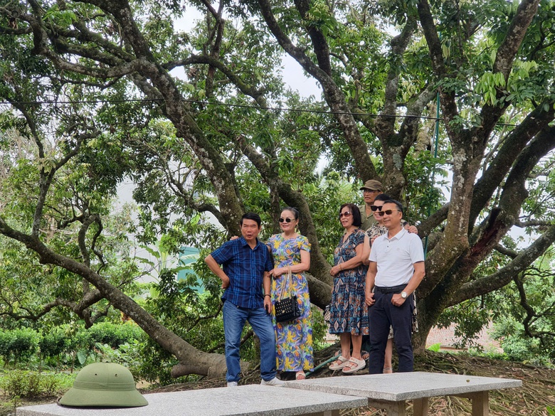 C&acirc;y vải tổ hơn 200 năm tuổi ở Thanh H&agrave; trĩu quả, hứa hẹn vụ m&ugrave;a bội thu- Ảnh 5.