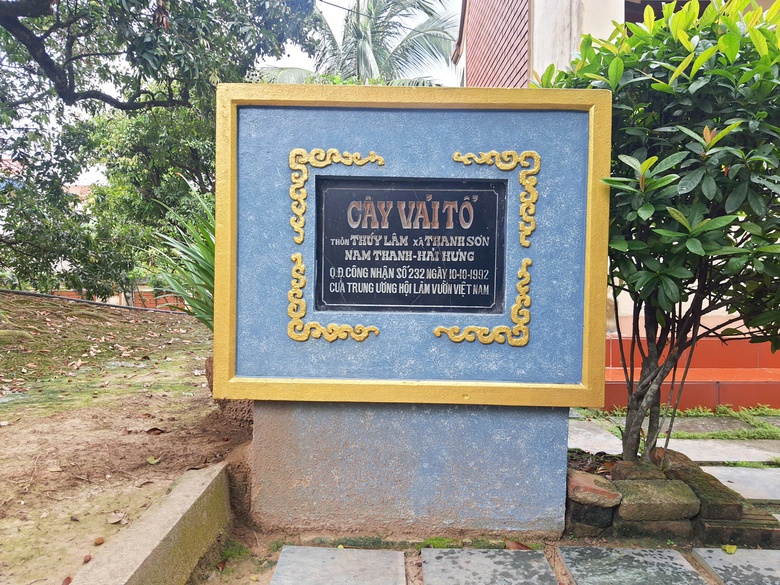 C&acirc;y vải tổ hơn 200 năm tuổi ở Thanh H&agrave; trĩu quả, hứa hẹn vụ m&ugrave;a bội thu- Ảnh 7.