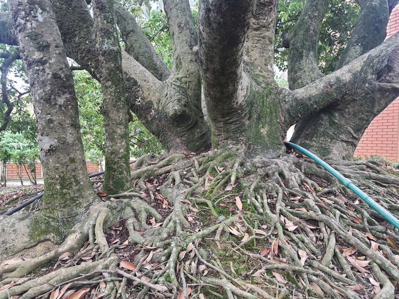 C&acirc;y vải tổ hơn 200 năm tuổi ở Thanh H&agrave; trĩu quả, hứa hẹn vụ m&ugrave;a bội thu- Ảnh 8.