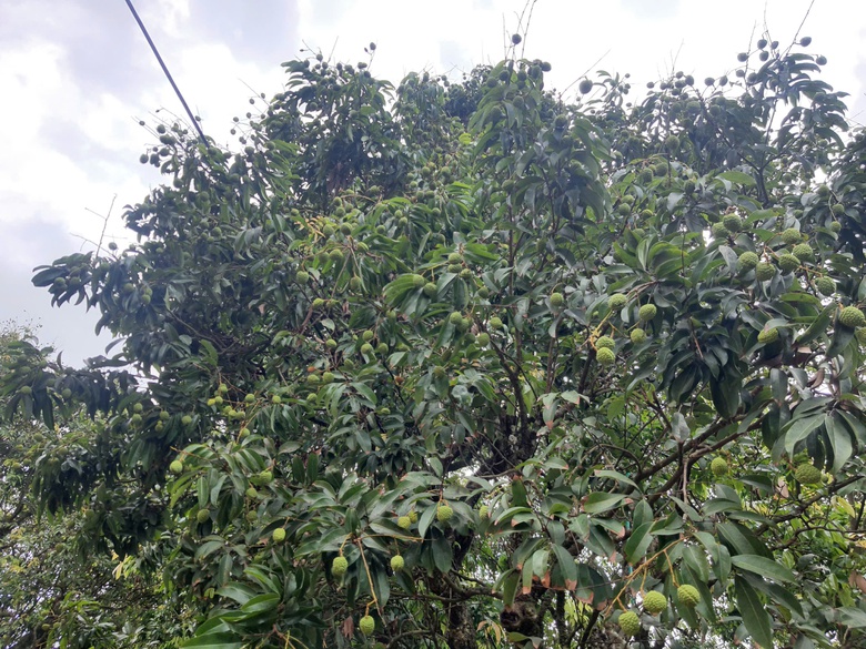 C&acirc;y vải tổ hơn 200 năm tuổi ở Thanh H&agrave; trĩu quả, hứa hẹn vụ m&ugrave;a bội thu- Ảnh 2.