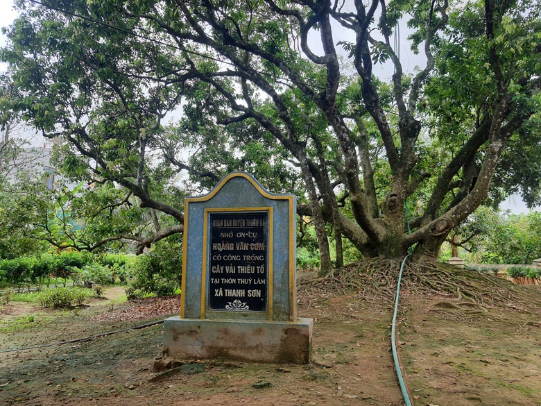 C&acirc;y vải tổ hơn 200 năm tuổi ở Thanh H&agrave; trĩu quả, hứa hẹn vụ m&ugrave;a bội thu- Ảnh 6.