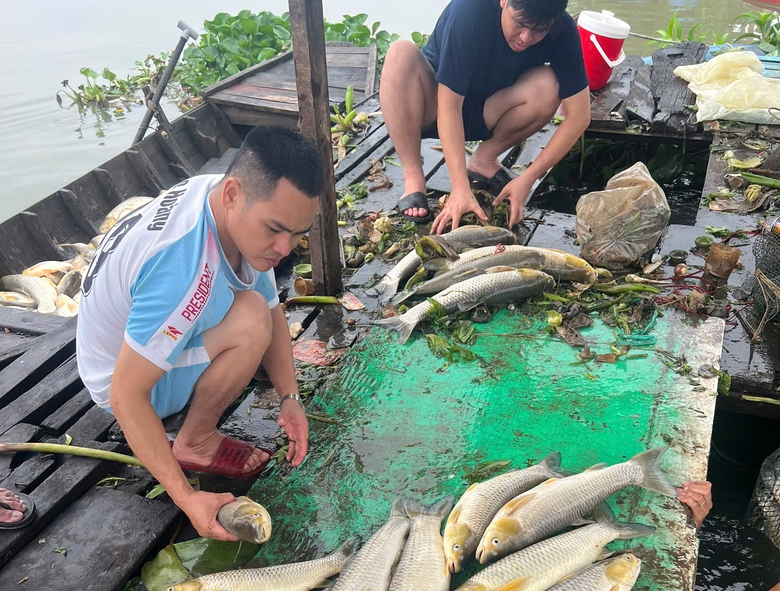 C&aacute; b&egrave; chết bất thường tr&ecirc;n s&ocirc;ng Đồng Nai- Ảnh 1.