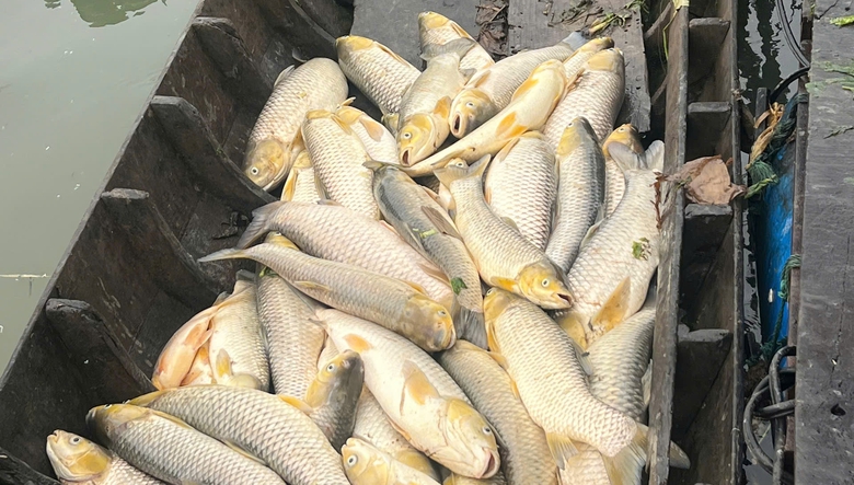 C&aacute; b&egrave; chết bất thường tr&ecirc;n s&ocirc;ng Đồng Nai- Ảnh 3.