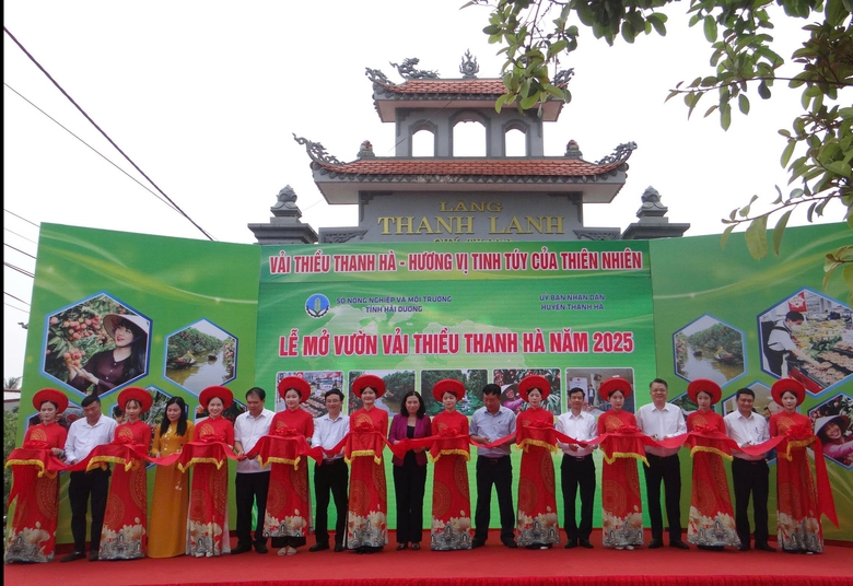 Hải Dương: Mở đầu một vụ vải thắng lợi- Ảnh 1.