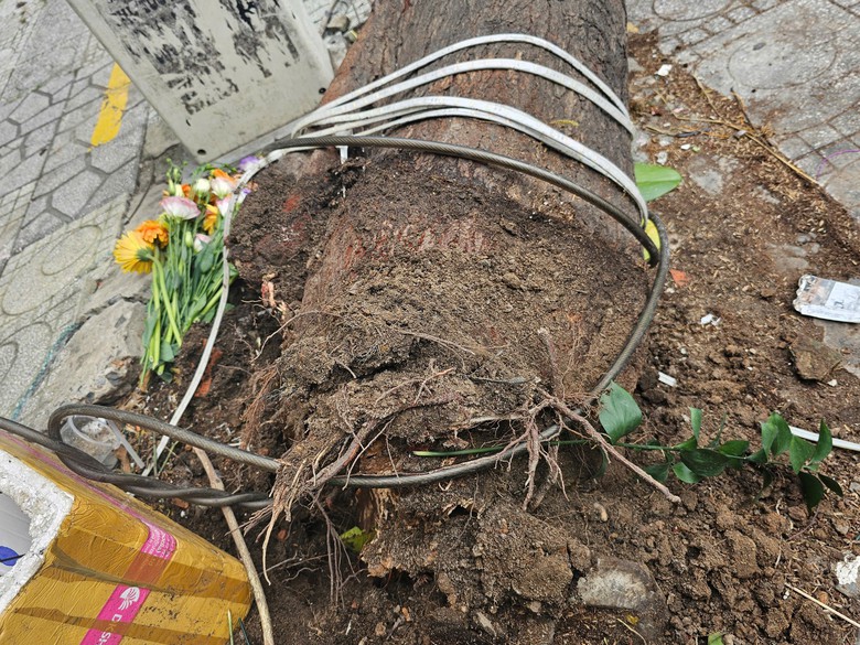 Gi&oacute; lớn khiến c&acirc;y xanh bật gốc chắn 2/3 l&agrave;n đường ở TP.HCM- Ảnh 2.