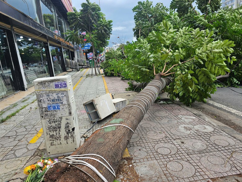 Gi&oacute; lớn khiến c&acirc;y xanh bật gốc chắn 2/3 l&agrave;n đường ở TP.HCM- Ảnh 1.