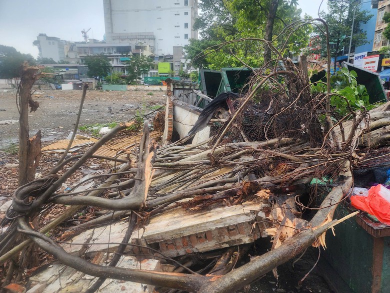 Khoảnh khắc c&acirc;y bồ đề cao 20m bật gốc đổ xuống đường, đ&egrave; tr&uacute;ng người đi xe m&aacute;y- Ảnh 2.