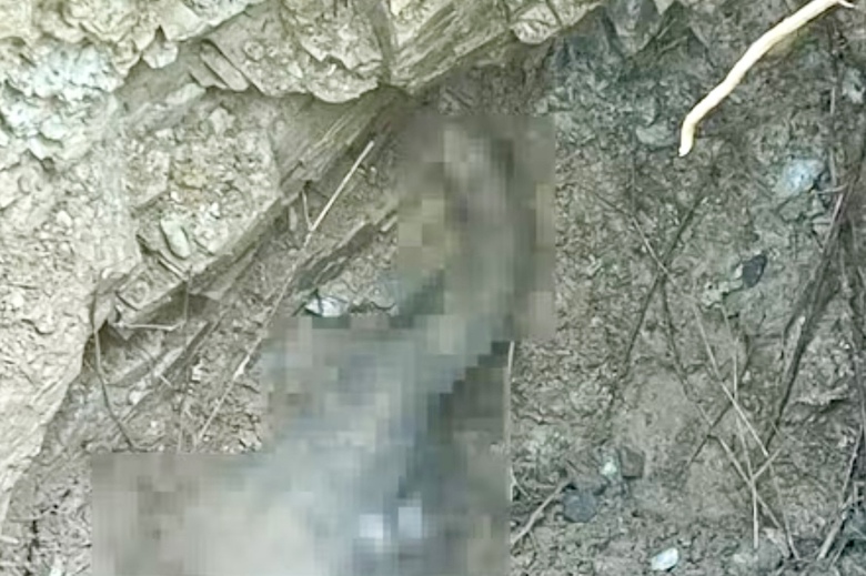 Đồng Nai: Đ&agrave;n voi rừng xuất hiện, một voi con rơi xuống giếng- Ảnh 2.