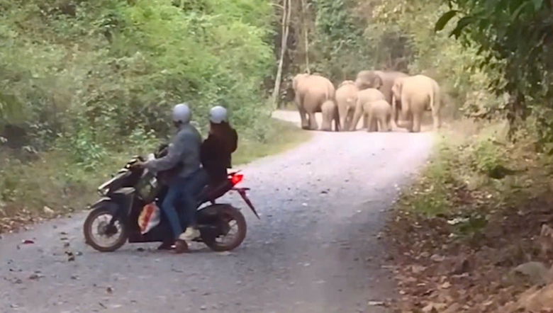 Đồng Nai: Đ&agrave;n voi rừng xuất hiện, một voi con rơi xuống giếng- Ảnh 1.