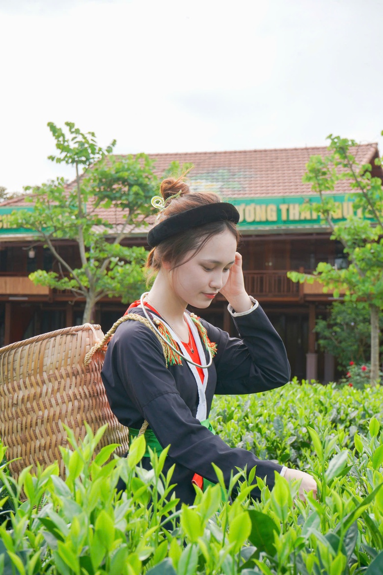 Du khách thích thú những đồi chè xanh ngát ở Thái Nguyên- Ảnh 8. Du khách thích thú những đồi chè xanh ngát ở Thái Nguyên- Ảnh 8.