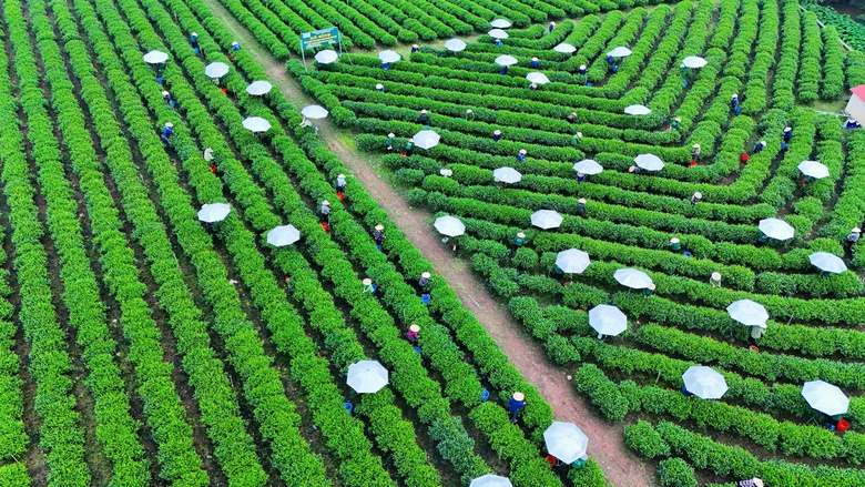 Du khách thích thú những đồi chè xanh ngát ở Thái Nguyên- Ảnh 1. Du khách thích thú những đồi chè xanh ngát ở Thái Nguyên- Ảnh 1.