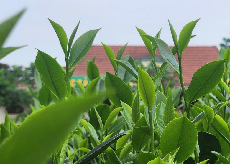 Du khách thích thú những đồi chè xanh ngát ở Thái Nguyên- Ảnh 14. Du khách thích thú những đồi chè xanh ngát ở Thái Nguyên- Ảnh 14.