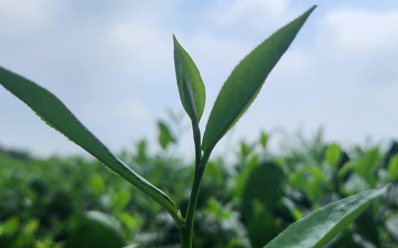 Du khách thích thú những đồi chè xanh ngát ở Thái Nguyên- Ảnh 15. Du khách thích thú những đồi chè xanh ngát ở Thái Nguyên- Ảnh 15.