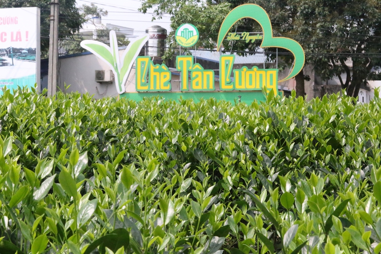 Du khách thích thú những đồi chè xanh ngát ở Thái Nguyên- Ảnh 4. Du khách thích thú những đồi chè xanh ngát ở Thái Nguyên- Ảnh 4.