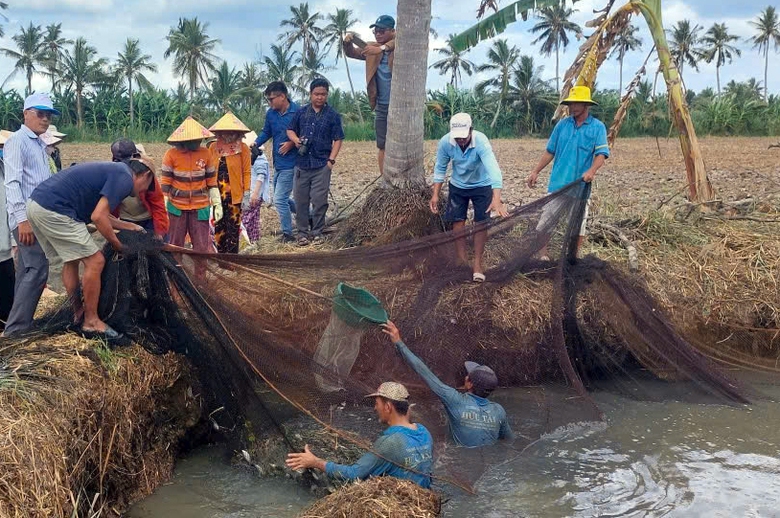 Độc đ&aacute;o m&ugrave;a t&aacute;t đ&igrave;a bắt c&aacute; đồng ở C&agrave; Mau- Ảnh 10.