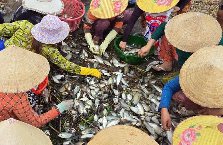 Độc đ&aacute;o m&ugrave;a t&aacute;t đ&igrave;a bắt c&aacute; đồng ở C&agrave; Mau- Ảnh 11.