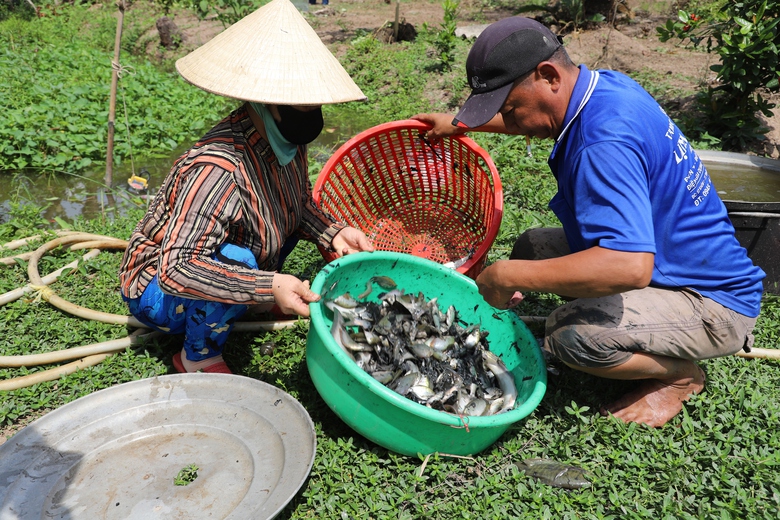 Độc đ&aacute;o m&ugrave;a t&aacute;t đ&igrave;a bắt c&aacute; đồng ở C&agrave; Mau- Ảnh 12.