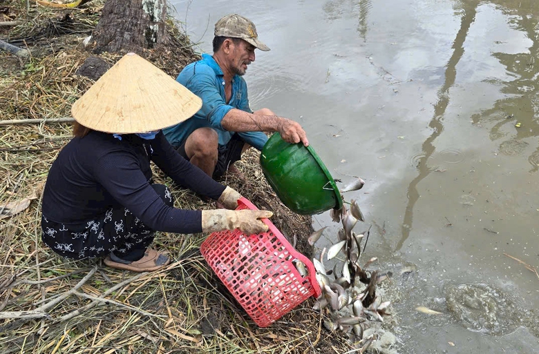 Độc đ&aacute;o m&ugrave;a t&aacute;t đ&igrave;a bắt c&aacute; đồng ở C&agrave; Mau- Ảnh 13.