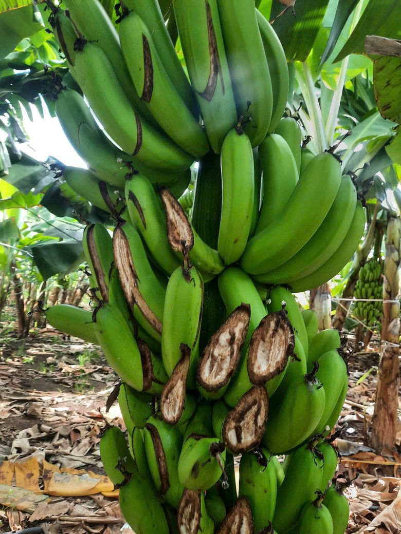 Đồng Nai: C&ocirc;ng an truy t&igrave;m kẻ ph&aacute; hoại gần 5 tấn chuối sắp đến kỳ thu hoạch- Ảnh 1.